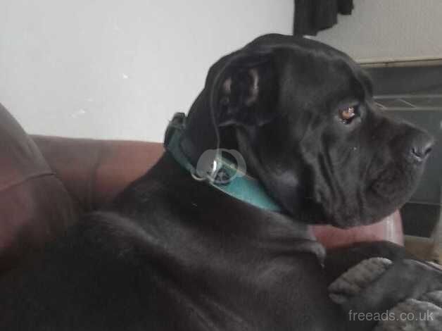 Cane corso 9mth old for sale in Skelmersdale, Lancashire