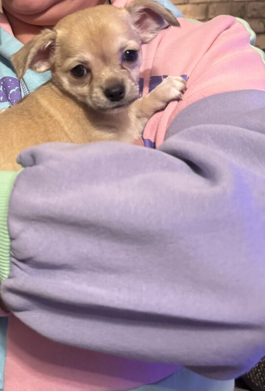 Chihuahua cross Jack chi for sale in Wythenshawe, Greater Manchester