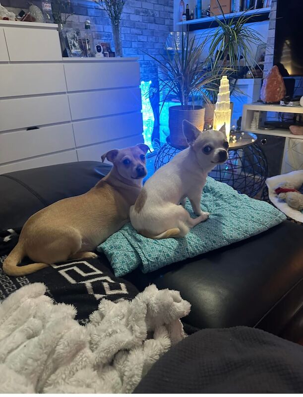 Chihuahua cross Jack chi for sale in Wythenshawe, Greater Manchester - Image 2