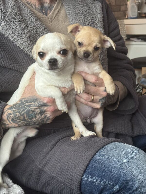 Chihuahua cross Jack chi for sale in Wythenshawe, Greater Manchester - Image 3