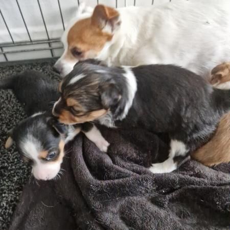 Chihuahua cross Jack Russell pups for sale in Tyne and Wear - Image 1