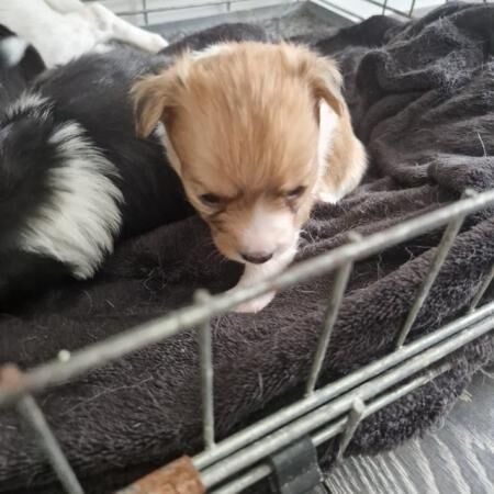 Chihuahua cross Jack Russell pups for sale in Tyne and Wear - Image 2