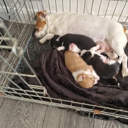 Chihuahua cross Jack Russell pups for sale in Tyne and Wear - Image 3