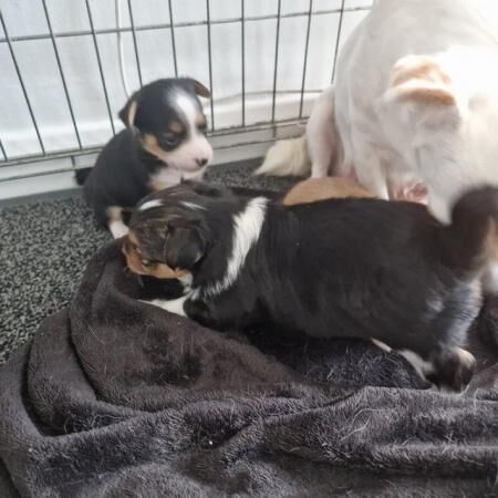 Chihuahua cross Jack Russell pups for sale in Tyne and Wear - Image 4