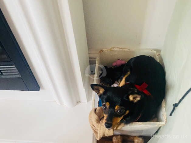 Chihuahua x Jack russell for sale in Wickford, Essex