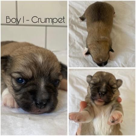 Chihuahua x Jack Russell puppies for sale in Whitby, North Yorkshire