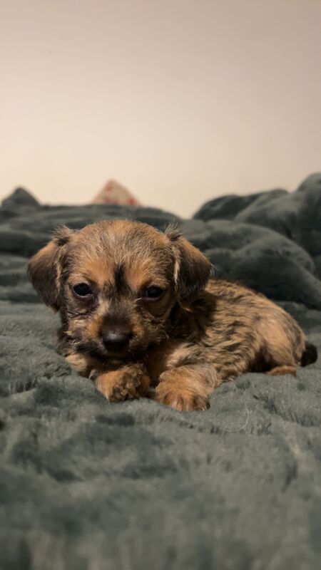 Chiweenie x miniature Jack Russell puppies for sale in Thirsk, North Yorkshire