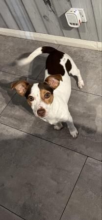 chocolate and white jack russel bitch for sale in Sheffield, South Yorkshire - Image 3