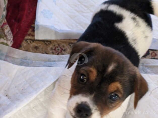 Chunky Tri-colour Jack Russell puppies for sale in Stourbridge, West Midlands - Image 1