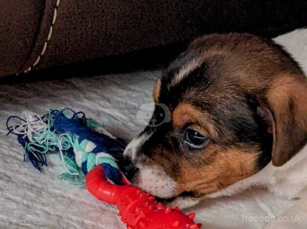 Jack Russell Puppies for sale in West Midlands