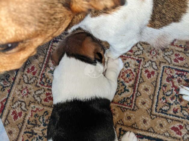 Chunky Tri-colour Jack Russell puppies for sale in Stourbridge, West Midlands - Image 5