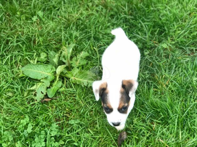 Jack Russells for sale in Taunton, Somerset