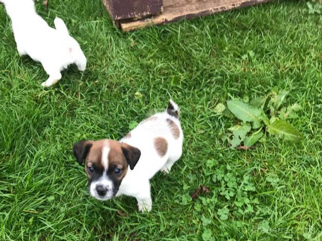 Jack Russell Puppies for sale in Somerset