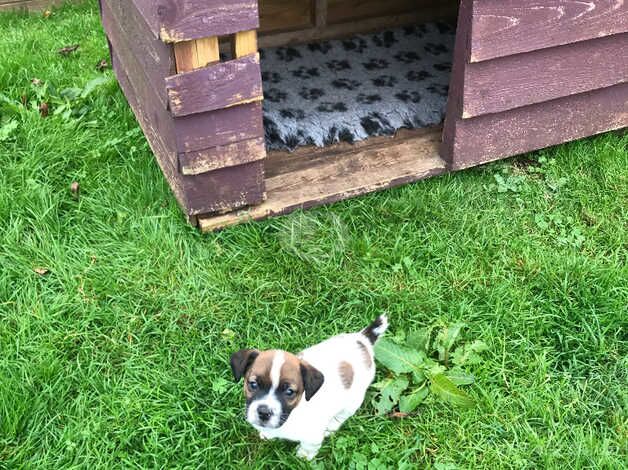 Jack Russell Puppies for sale