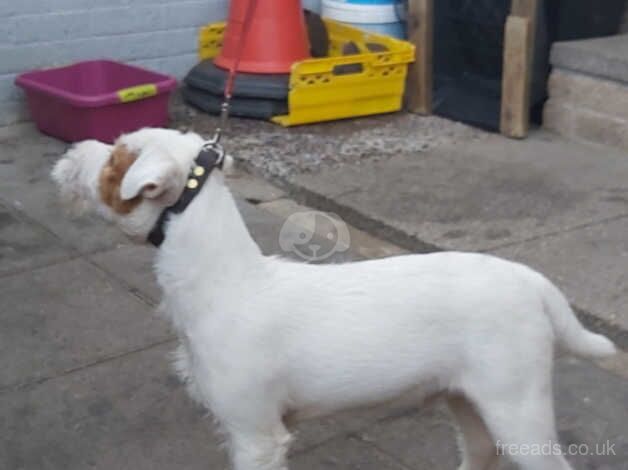 cracking young dog for sale in Aberdare/Aberdar, Rhondda Cynon Taf - Image 2