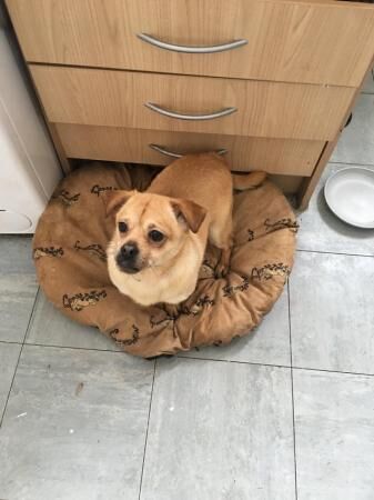 Cute Chug female for sale in Middleton, Greater Manchester