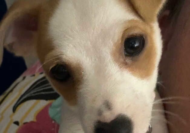 Cute Jack Russell chihuahua puppy for sale in Witney, Oxfordshire