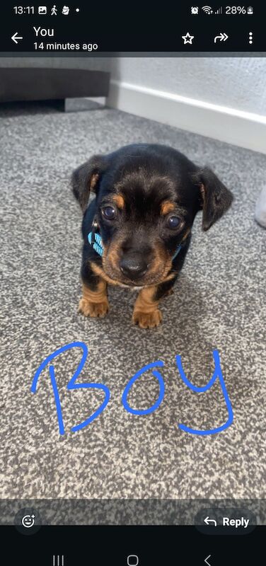 Dachshund x jack Russell for sale in West Bromwich, West Midlands