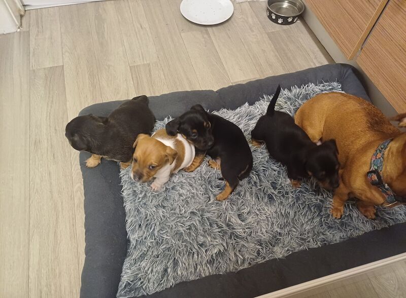 Dachshund x jack Russell for sale in West Bromwich, West Midlands - Image 2