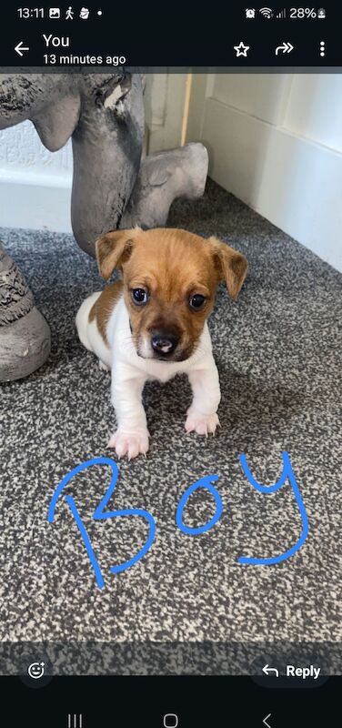 Dachshund x jack Russell for sale in West Bromwich, West Midlands - Image 3