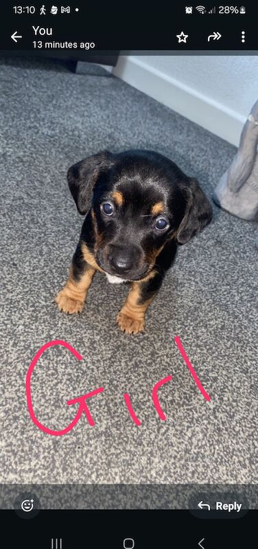 Dachshund x jack Russell for sale in West Bromwich, West Midlands - Image 4