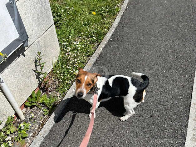 Dollie for sale in Pencoed, Bridgend