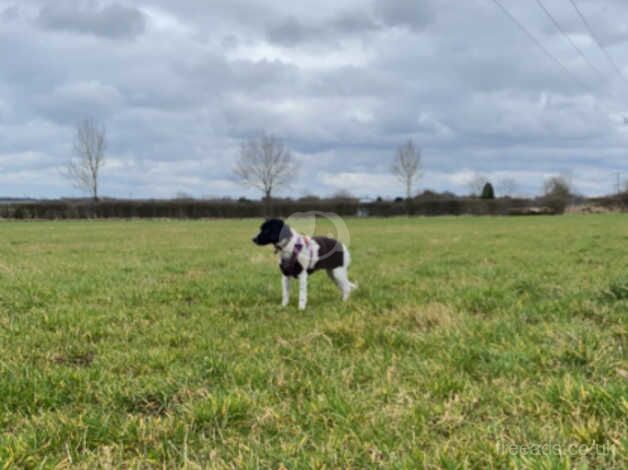 Jack Russell Puppies for sale in Hertfordshire