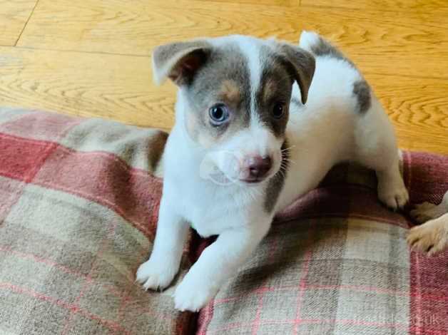 Fabulous rare colour Jack Russell puppies for sale in Carmarthen/Caerfyrddin, Carmarthenshire - Image 1