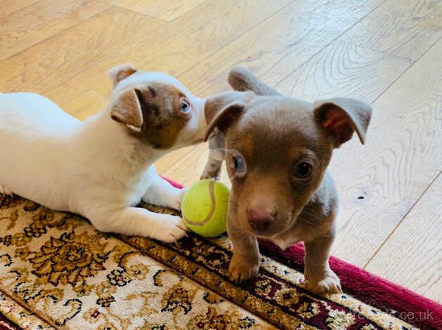 Fabulous rare colour Jack Russell puppies for sale in Carmarthen/Caerfyrddin, Carmarthenshire - Image 2