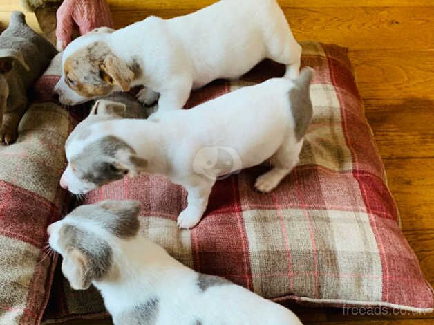 Fabulous rare colour Jack Russell puppies for sale in Carmarthen/Caerfyrddin, Carmarthenshire - Image 3