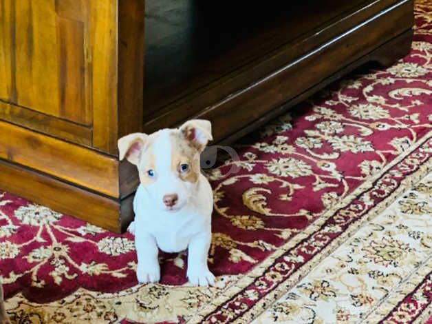 Fabulous rare colour Jack Russell puppies for sale in Carmarthen/Caerfyrddin, Carmarthenshire - Image 4