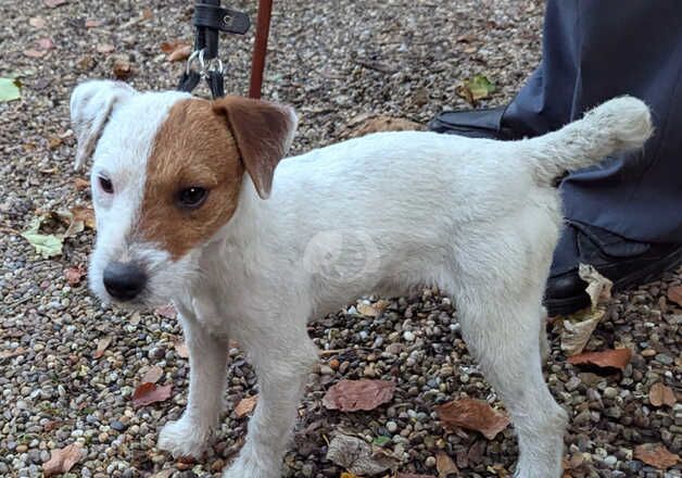 Falthwaite Stud of Genuine Jack Russell Terriers for sale in Barnsley, South Yorkshire