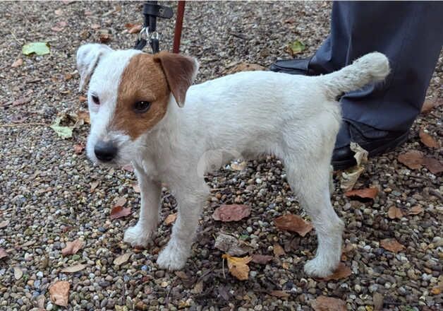 Falthwaite Stud of Genuine Jack Russell Terriers for sale in Barnsley, South Yorkshire - Image 2