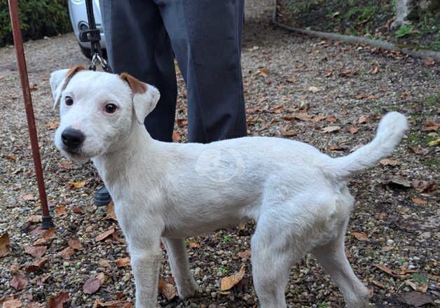 Jack Russell Puppies for sale in South Yorkshire