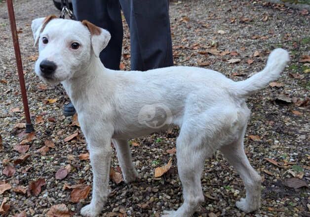 Jack Russell Puppies for sale