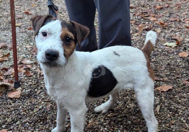 Falthwaite Stud of Genuine Jack Russell Terriers for sale in Barnsley, South Yorkshire - Image 5