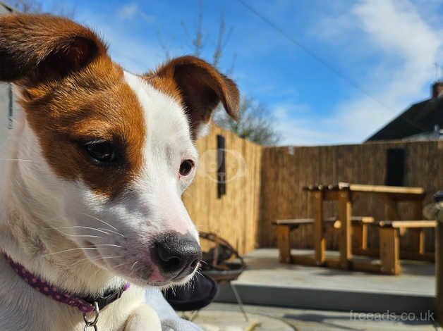 Female Jack Russel for sale - 1 year 9 months old - not neutered for sale in Skegness, Lincolnshire