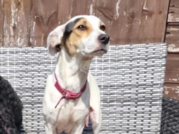 Female jack Russel for sale in Doncaster, South Yorkshire - Image 1