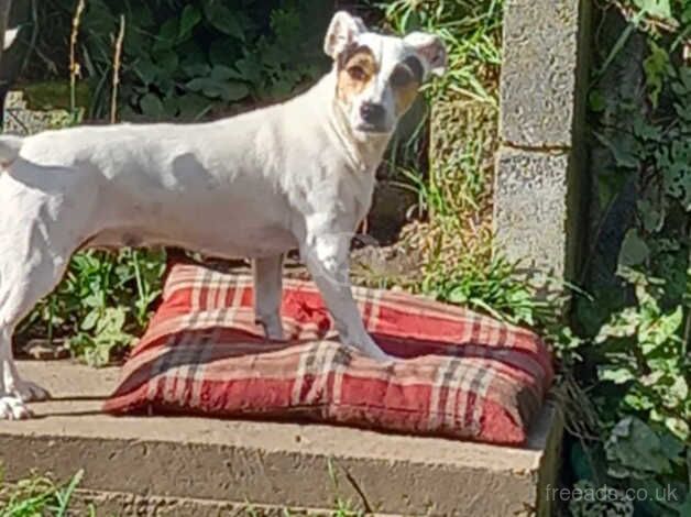 Female jack Russel for sale in Doncaster, South Yorkshire - Image 2