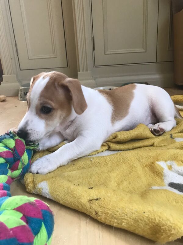 Female Jack Russel Puppy for sale in Twickenham, Greater London