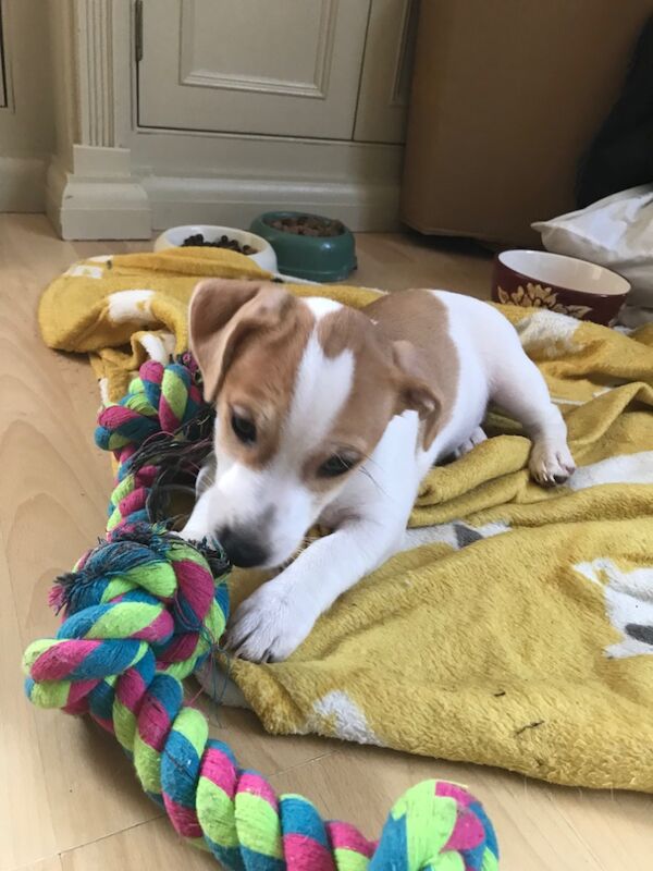 Female Jack Russel Puppy for sale in Twickenham, Greater London - Image 2