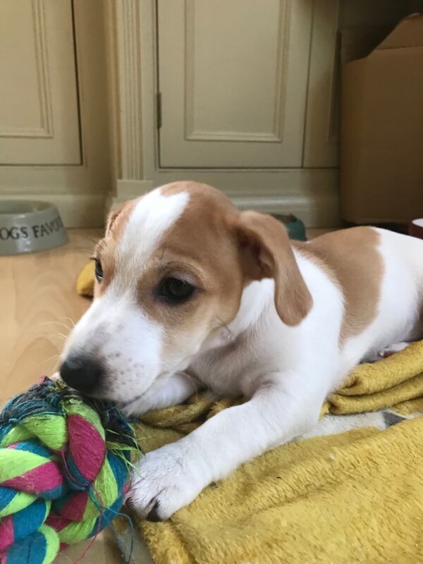 Female Jack Russel Puppy for sale in Twickenham, Greater London - Image 3