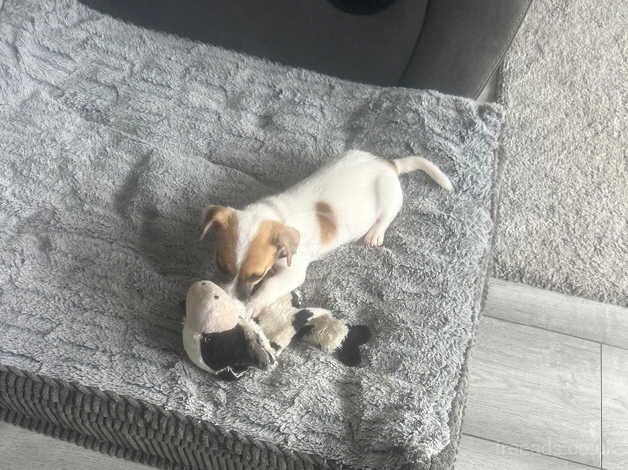 Female jack russell for sale in Basildon, Essex