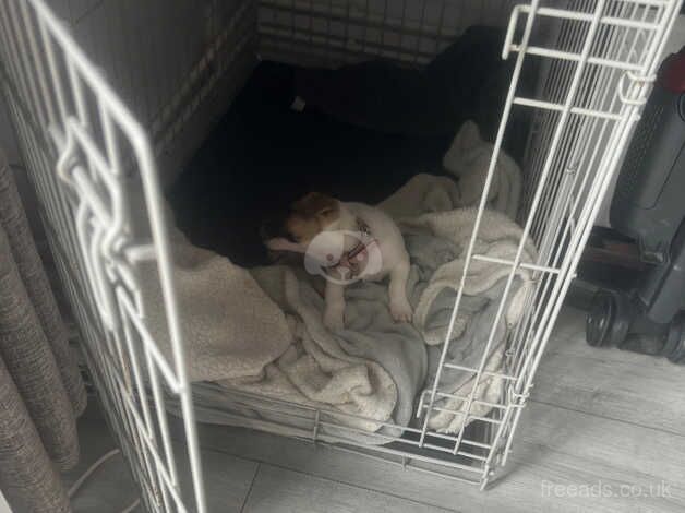 Female jack russell for sale in Basildon, Essex - Image 2