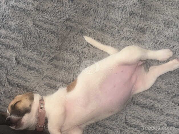 Female jack russell for sale in Basildon, Essex - Image 4