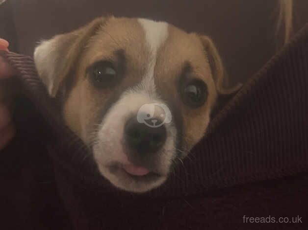 Female jack russell for sale in Basildon, Essex - Image 5