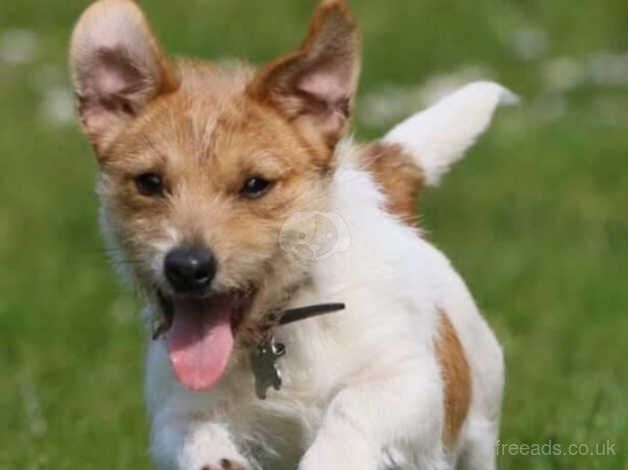 Female Jack Russell for sale in Doncaster, South Yorkshire