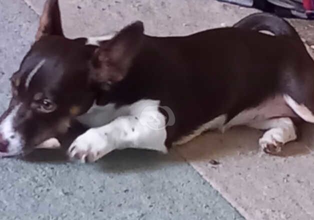 Jack Russell Puppies for sale in Fife