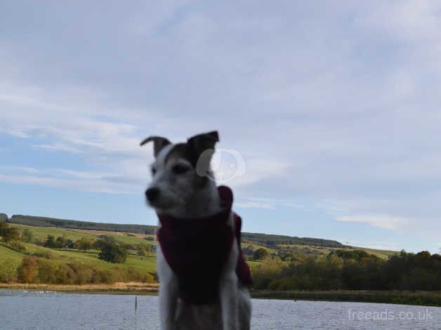 Female jack Russell for sale in Glasgow, Glasgow City