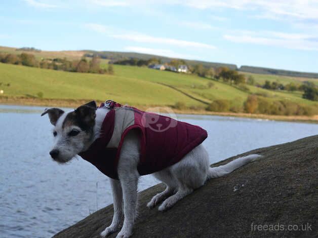 Jack Russell Puppies for sale in Glasgow City